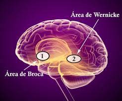 Área de Broca y Wernicke: diferencias y funciones - ¡con imágenes!